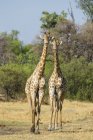 Zwei südliche Giraffen blicken in die Kamera, Okavango-Delta, Botswana — Stockfoto