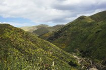 Paesaggio della valle con papaveri californiani (Eschscholzia californica), Elsinore settentrionale, California, USA — Foto stock