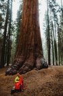 Jovem caminhante do sexo masculino envolto em saco de dormir vermelho olhando para a sequoia, Sequoia National Park, Califórnia, EUA — Fotografia de Stock