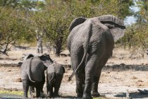 Vista trasera de Elefante caminando con dos cachorros, Savute Channel, Linyanti, Botswana - foto de stock