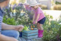 Батько і дочка в саду збирають овочі на дерев'яній ящику — стокове фото