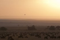Gnu-Herde auf Feld im Masai-Mara-Nationalreservat, Kenia bei Sonnenaufgang — Stockfoto