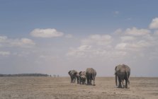Vista posteriore della mandria di elefanti a piedi nel Parco Nazionale di Amboseli, Rift Valley, Kenya — Foto stock