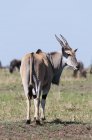 Антилопа Канна стоїть на траві і дивлячись на камеру, Масаї Мара, Кенія — стокове фото