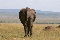 Резервного зору Африканський слон, ходити в Масаї Мара Національний заповідник, Кенія — стокове фото