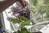 Weibchen entfernen Topfpflanze aus Fenstersims-Terrarium — Stockfoto