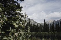 Montagna e alberi nella foresta, Canmore, Canada, Nord America — Foto stock