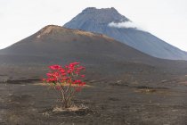 Червоні листи, ростуть на дереві, вулкан, Фого, Кабо-Верде, Африка — стокове фото
