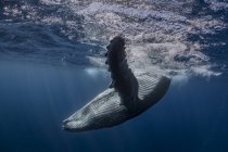 Ballena jorobada en las aguas de Tonga - foto de stock