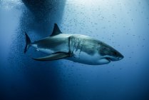 Great white shark (carcharodon megalodon) swimming under boat shadow, Guadalupe, Mexico — Stock Photo