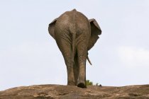 Вид на Африканского слона в Национальном заповеднике Масаи Мара, Кения — стоковое фото