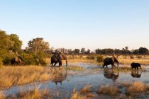 Слони (Loxodonta africana) перетинають воду, Ботсвана. — стокове фото