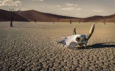 Crânio de gado no deserto, Windhoek, Namíbia, África — Fotografia de Stock