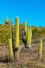 Cactus growing in rural setting, Jericoacoara National Park, Ceará, Brasil — Fotografia de Stock