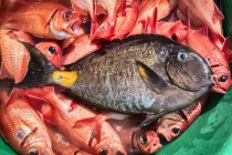 Overhead view of variety of fish in tub, Tarrafal, Cape Verde, Africa — Stock Photo