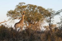 Giraffa in piedi vicino all'albero nel Delta dell'Okavango, Botswana — Foto stock