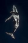Горбатый кит в водах Тонга — стоковое фото