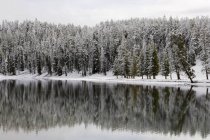 Река Йеллоустоун зимой, Национальный парк Йеллоустоун, штат Вайоминг, США — стоковое фото