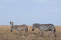 Зебры пасутся и едят сухую траву, Масаи Мара, Кения — стоковое фото