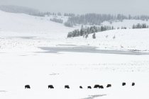 Manada de bisões no campo coberto de neve, Parque Nacional de Yellowstone, Wyoming, EUA — Fotografia de Stock