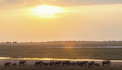 Vista lateral de elefantes caminando cerca del río durante el hermoso atardecer en el Delta del Okavango, Botswana - foto de stock