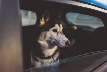 Крупним планом собака в машині дивиться геть — стокове фото