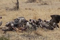 Buitres comiendo Topi, Masai Mara, Kenia - foto de stock