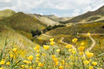 Крупный план желтого калифорнийского мака в ландшафте, Северный Эльсинор, Калифорния, США — стоковое фото