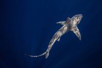 Vista aérea submarina del tiburón banco de arena nadando en el mar azul, Júpiter, Florida, EE.UU. - foto de stock