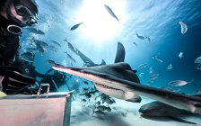Vista subacquea dei subacquei che alimentano il grande squalo martello e lo squalo nutrice, Bahamas — Foto stock