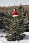 Santa hat on top of christmas tree in forest — Stock Photo