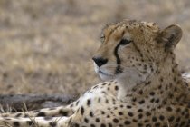 Красивый гепард, лежащий на земле и отводящий взгляд, Национальный заповедник Масаи Мара, Кения — стоковое фото