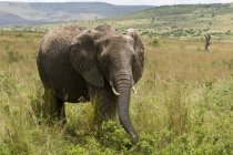 Ein afrikanischer Elefant, der im Masai-Mara-Nationalreservat auf Gras läuft, Kenia — Stockfoto
