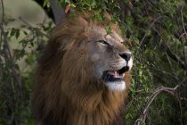 Un león rugiendo en la Reserva Nacional Masai Mara, Kenia - foto de stock