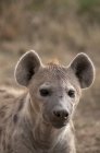 Portrait of Spotted Hyaena, Masai Mara, Kenya — Stock Photo