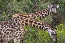 Zwei masai giraffen essen blätter, masai mara, kenya — Stockfoto