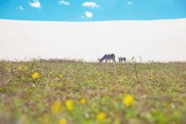 Pâturage d'ânes et de poulains dans le parc national de Jericoacoara, Ceara, Brésil, Amérique du Sud — Photo de stock