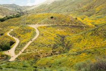 Vue lointaine du paysage de touristes regardant des coquelicots californiens (Eschscholzia californica), North Elsinore, Californie, États-Unis — Photo de stock