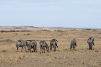 Zebra al pascolo a Masai Mara, Kenya — Foto stock