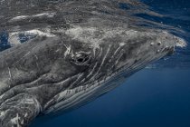 Горбатый кит в водах Тонга — стоковое фото