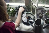 Sopra vista spalla di donna che tende piante in vaso sul davanzale della finestra — Foto stock