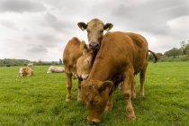 Três vacas em pé num campo, County Kilkenny, Irlanda — Fotografia de Stock