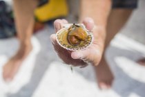 Man with fresh caught scallop — Stock Photo