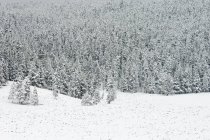 Лес после снегопада, Национальный парк Йеллоустоун, штат Вайоминг, США — стоковое фото