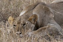Lionne couchée sur de l'herbe sèche à Masai Mara, Kenya — Photo de stock