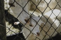 Madre capra e capretto a recinzione filo — Foto stock