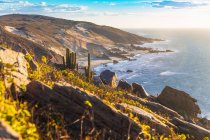 Cacti growing on cliff side, Jericoacoara national park, Ceara, Brazil, South America — Stock Photo