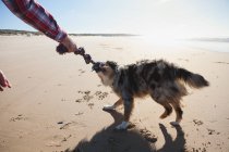 Cropped image of man and dog playing with rope on beach — Stock Photo