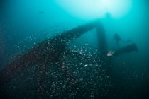 Fischschwärme und Taucher erkunden versunkenes Schiff, Cancun, Mexiko — Stockfoto