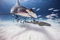 Vista subaquática de grande tubarão-martelo, tubarão-enfermeiro e baitfish, Bahamas — Fotografia de Stock